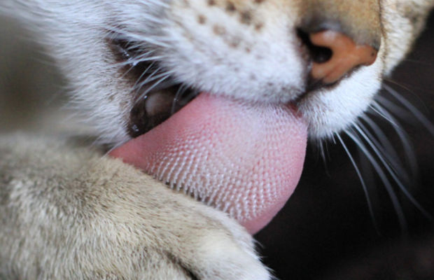 why-does-your-cat-s-tongue-feel-like-sandpaper-kidsvids