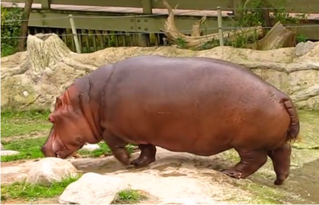 Hippo with Explosive Diarrhea | Kids Vids