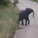 babyelephant