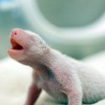 baby-panda