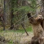 dancing-bear