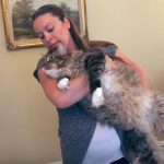 longest-cat