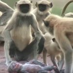 spy monkey