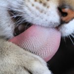 cat tongue
