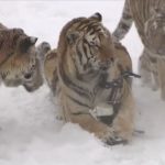 siberan tiger