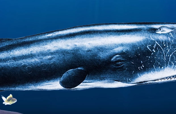 Best videos from the ocean