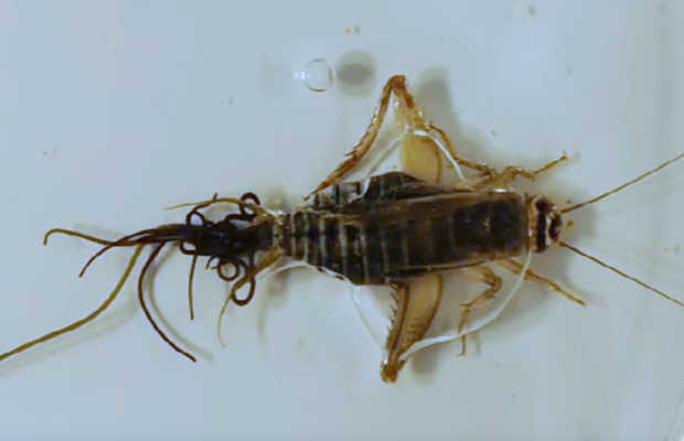 download horsehair worms in crickets
