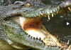 Facts About Alligators and Crocodiles