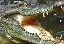 Facts About Alligators and Crocodiles