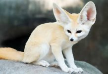 World’s smallest wild dog