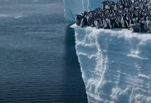 Emperor penguin chicks jumping