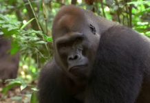 Gorillas on the move